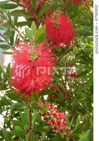 Jinbao tree (brush tree) 4790802
