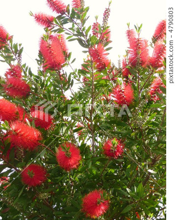 金寶樹(刷樹) 金寶樹(刷樹) 4790803