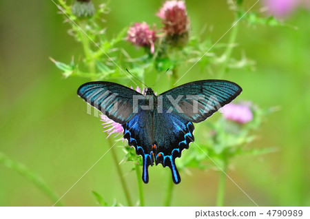 癒傷組織Swallowtail 癒傷組織Swallowtail 4790989