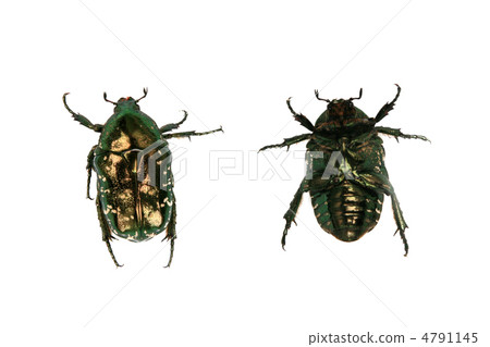 昆蟲 昆蟲 4791145