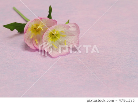 Arrangement of evening primrose during lunch Arrangement of evening primrose during lunch 4791155