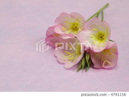 Flowering bloom in evening primrose 4791156