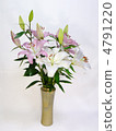 Lily of flowers 4791220