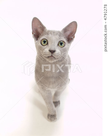 俄羅斯藍 4791278