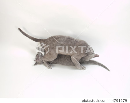 令人驚嘆的貓 4791279