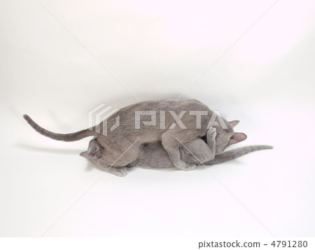 令人驚嘆的貓 4791280