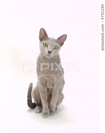 坐俄羅斯藍 4791284