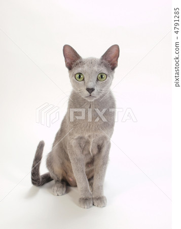 坐俄羅斯藍 4791285