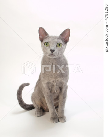 坐俄羅斯藍 4791286