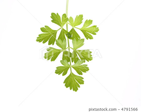 Italian · Passed 4791566