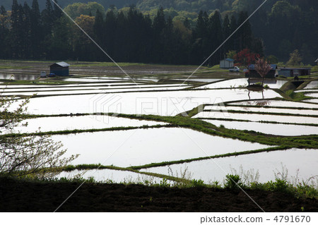 Before rice planting Before rice planting 4791670