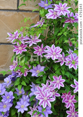 兩種顏色的鐵線蓮 4791843