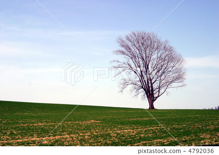 Early spring hills and trees 4792036