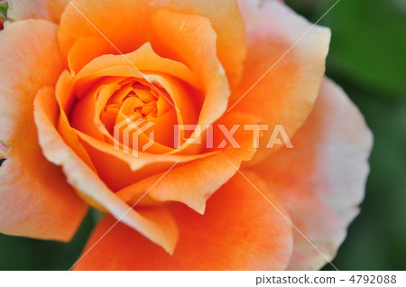 Rose (Hanayome · Manyo) 4792088