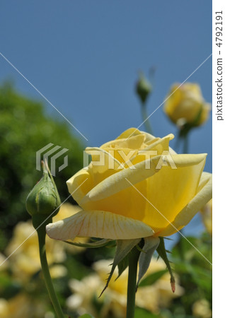 Rose (Tianjin Maiden) 4792191