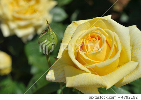 Rose (Tianjin Maiden) 4792192