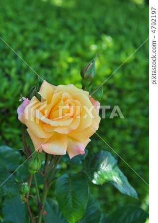 Roses (Mona Lisa) 4792197