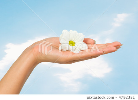 beautiful female hand with flower beautiful female hand with flower 4792381