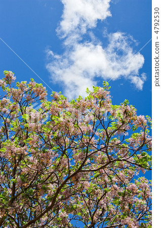 Spring Blossom 4792530