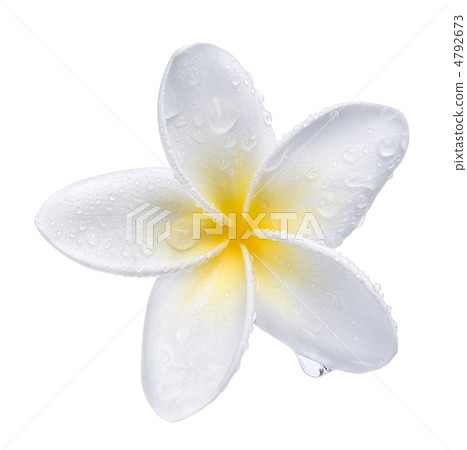 Frangipani flower 4792673