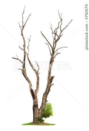 Old tree on white background.Concept death and life revival. 4792674