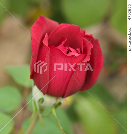 Beautiful red rose Beautiful red rose 4792696