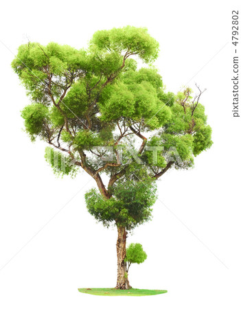 Tree on white background Tree on white background 4792802