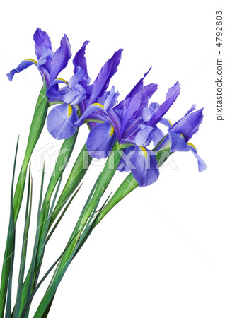 Iris flower Iris flower 4792803