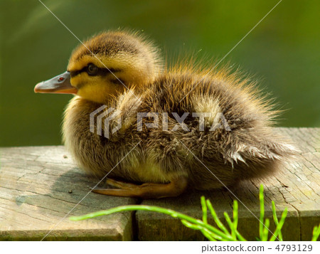 Fluffy caramo chicks Fluffy caramo chicks 4793129