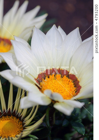 獎牌菊花是雜色菊，但獎章更完美。 4793200