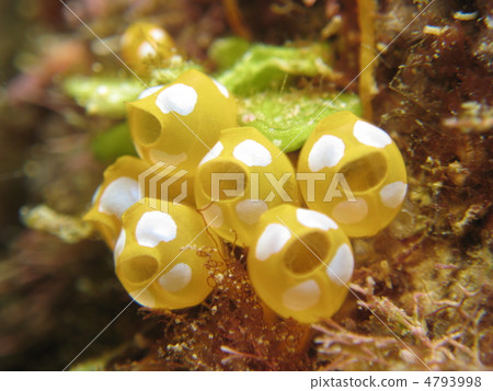 奧特曼霍亞 奧特曼霍亞 4793998