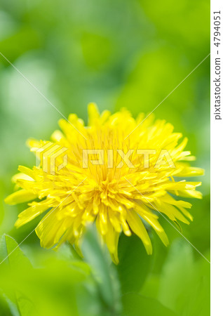 Dandelion Dandelion 4794051