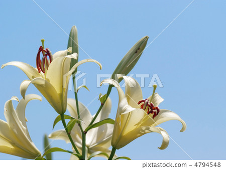 Shirayuri _藍天 4794548