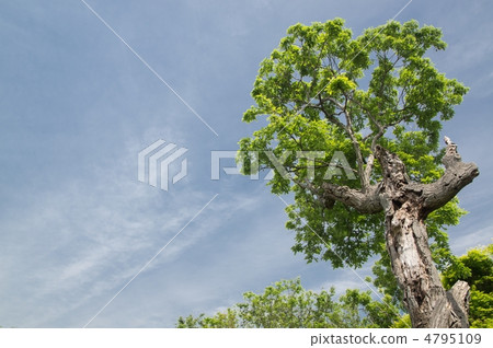 Early summer 4795109