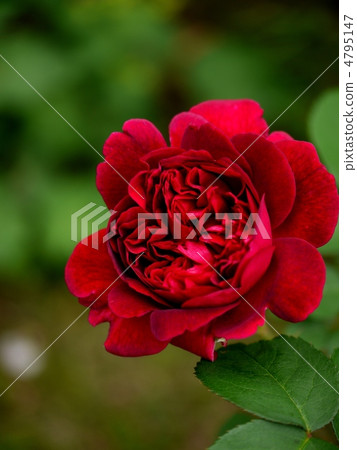 華麗的紅色 4795147