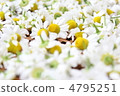 Chamomile 4795251