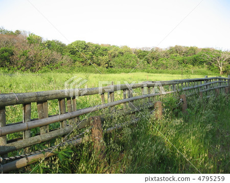 A grassy booba's open space 4795259