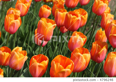 closeup of flowerbed with bright beautiful orange tulips, Yuri G closeup of flowerbed with bright beautiful orange tulips, Yuri G 4796246