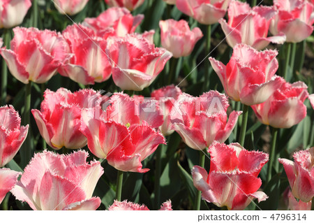 closeup of flowerbed with bright beautiful pink tulips, Crispa L closeup of flowerbed with bright beautiful pink tulips, Crispa L 4796314