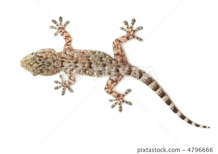 brown spotted gecko reptile isolated on white, view from above 4796666