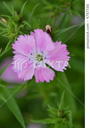 撫子 4797598