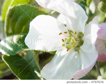 蘋果花 4797638