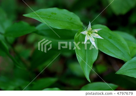 志高莉莉 4797679