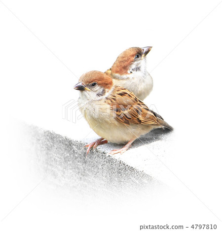 Sparrow 4797810