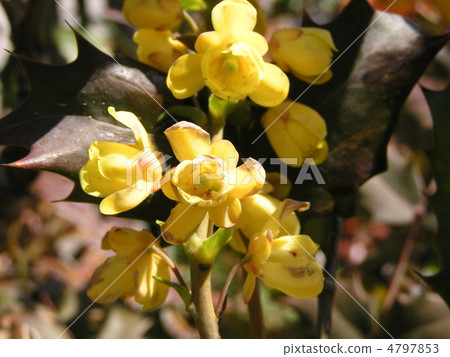 Hollyguinensen的黃色花，其葉子類似於Holly 4797853