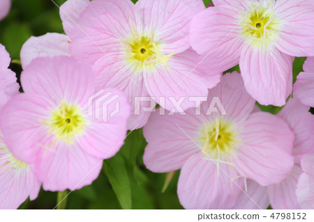 Hiltzakimusuki 4798152