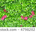 Azalea hedge getting wet with rain 4798202