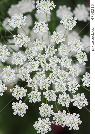 White lace flower White lace flower 4798216