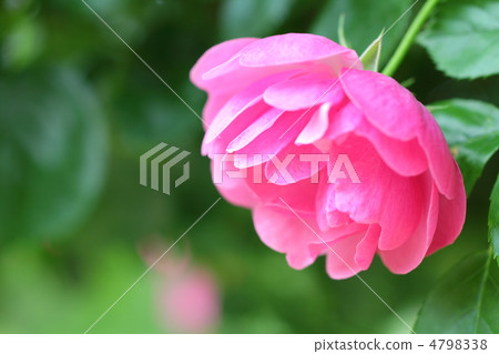 粉紅玫瑰(安吉拉) 粉紅玫瑰(安吉拉) 4798338