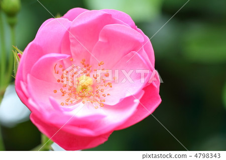 粉紅玫瑰(安吉拉) 粉紅玫瑰(安吉拉) 4798343